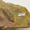 Museo Geominero: consulta colección paleontología