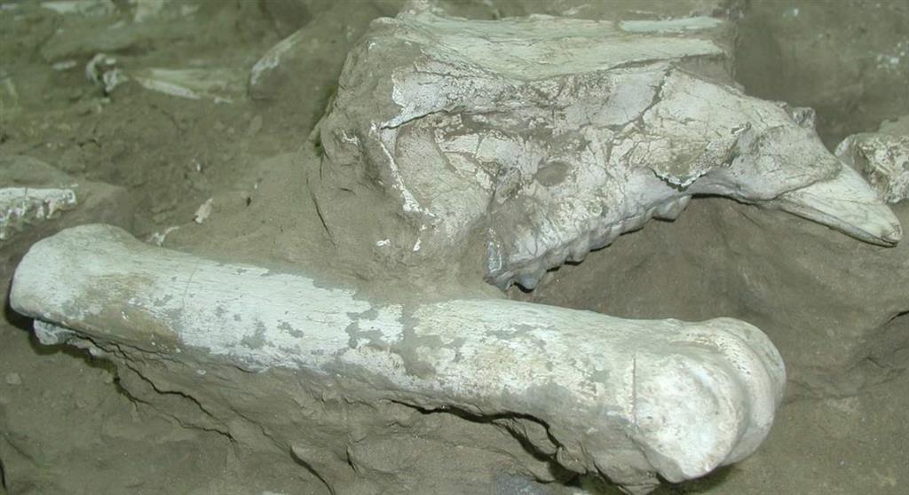 Restos óseos de jabalí de río africano (Potamochoerus) aparecidos en la excavación de Fonelas P-1 durante la campaña de 2001 (foto Alfonso Arribas Herrera)