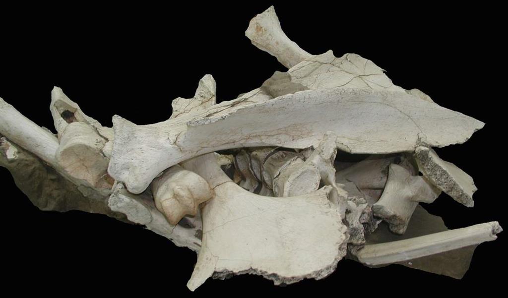 Un amasijo de huesos carroñeados por hiénidos, una vez restaurados, procedentes de las excavaciones de Fonelas P-1 (foto Alfonso Arribas Herrera)