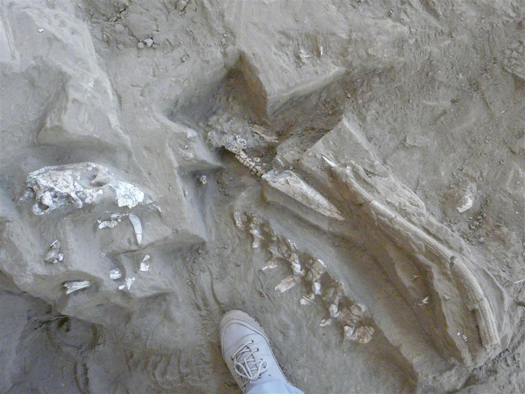 Restos fósiles insitu, aparecidos durante el acondicionamiento técnico de 2014