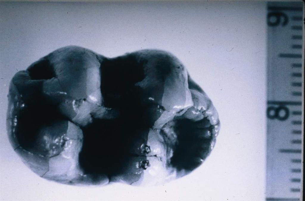 Cueva Victoria. Molar inferior de Theropithecus cf. oswaldi en vista oclusal (foto Bienvenido Martínez-Navarro)