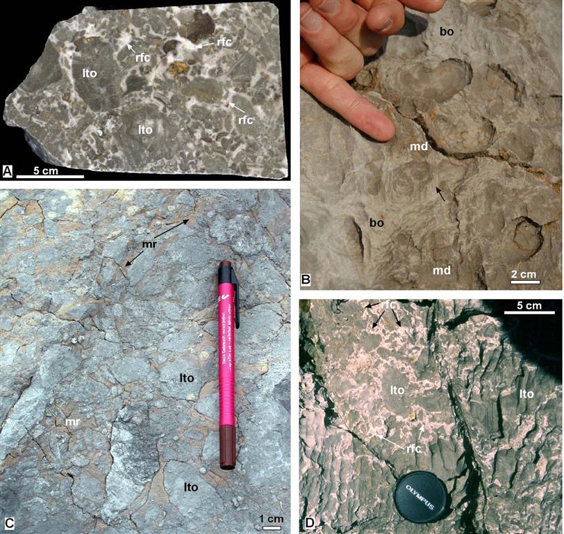 Brechas del talud inferior de la plataforma carbonatada (Bahamonde et al., 2008). A) Sección pulida de una brecha de cantos micríticos (lto) rodeados por cortezas de cemento marino radiaxial (rfc): (cr) crinoideo. B) Fotografía de campo de la textura de un litoclasto: (mc) micrita densa microbial, (bo) cemento marino botroidal (originalmente aragonítico). C) Fotografía de campo de brechas con matriz de micrita rojiza (mr) originadas por erosión de niveles condensados del talud superior: (lto) litoclasto). D) Fotografía de campo de brechas sin matriz con los cantos (lto, litoclasto micrítico) rodeados por cortezas de cemento marino radiaxial (rfc).