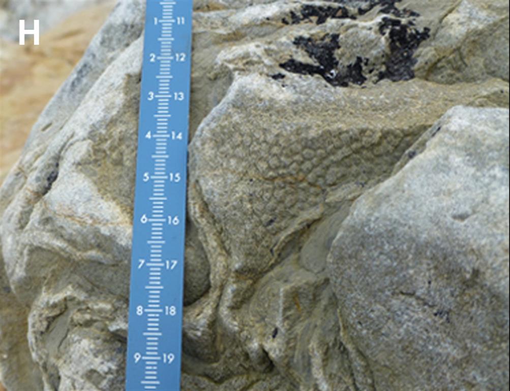 IELIG - CA016: Yacimiento paleoicnológico del Jurásico Superior en los
