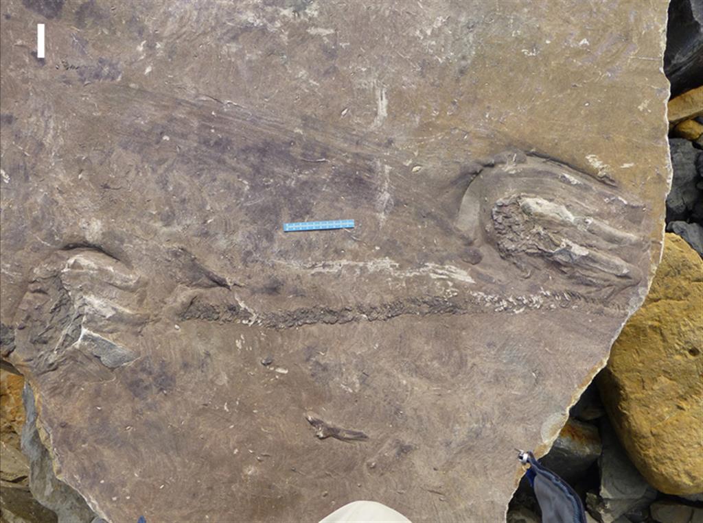 Huellas de un cocodrilo de grandes dimensiones y pista de un artrópodo. Acantilados del faro de Tazones. Formación Lastres.