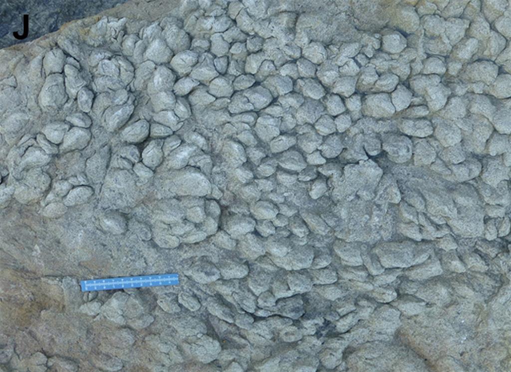 Icnofósiles atribuidos a Lockleia y producidos por bivalvos. Acantilados del faro de Tazones. Formación Lastres.