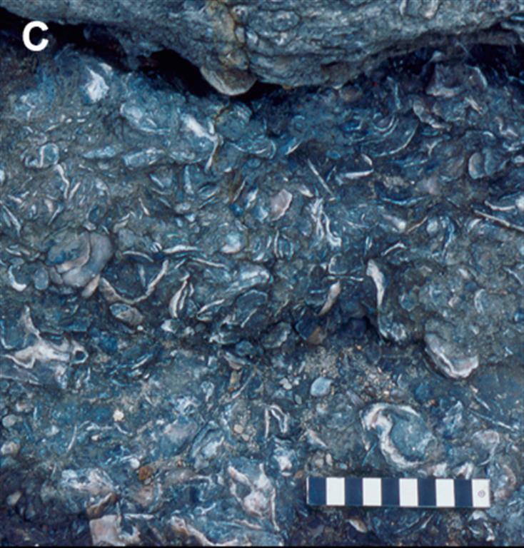 Lumaquela formada mayoritariamente por conchas de bivalvos. Se trata de episodios transgresivos durante etapas de abandono deltaico. Acantilados al oeste de Tazones. Formación Lastres.