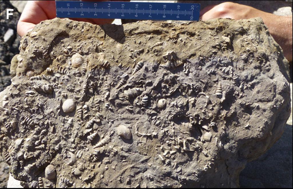 Bloque de arenisca arcillosa con abundantes fósiles de gasterópodos y bivalvos. Acantilados al oeste de Tazones. Formación Lastres.