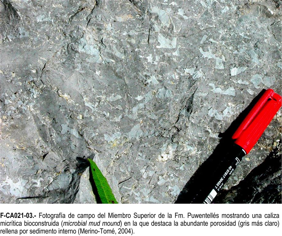 Fotografía de campo del Miembro Superior de la Fm. Puwentellés mostrando una caliza micrítica bioconstruida (microbial mud mound) en la que destaca la abundante porosidad (gris más claro) rellena por sedimento interno (Merino-Tomé, 2004). 