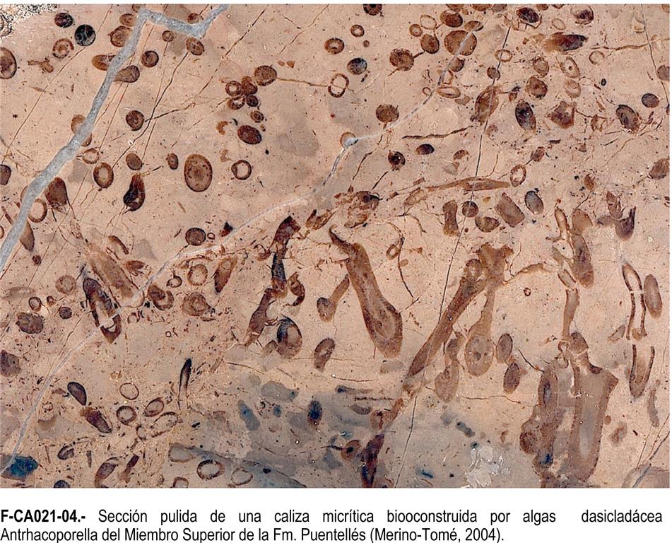 Sección pulida de una caliza micrítica biooconstruida por EL alga dasicladácea Antrhacoporella del Miembro Superior de la Fm. Puentellés (Merino-Tomé, 2004). 