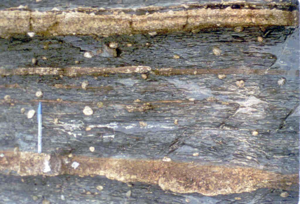 Delgadas capas de calizas fosilíferas intercalada en una sucesión lutítica de la parte superior de la sucesión turbidítica de Pendueles.