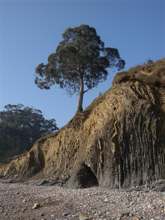 Fotografía de un gran eucalipto que se encuentra en el borde del acantilado, con parte de sus raíces expuestas, mostrando el retroceso de la línea de costa