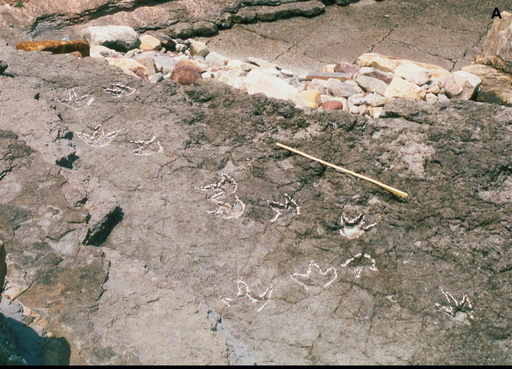 Icnitas de dinosaurios de Luces: Huellas tridáctilas de dinosaurios bípedos en la superficie de una capa de arenisca de la Fm. Tereñes. Acantilados de la ensenada de El Sable al W del Cabo Lastres.