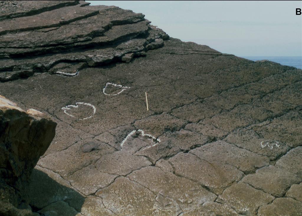 Icnitas de dinosaurios de Luces: Rastro de saurópodo formado únicamente por huellas de pies en la superficie de un estrato de arenisca bioturbada del Miembro Inferior de la Fm. Tereñes. Además, se observa un icnita tridáctila de terópodo. Acantilados de la ensenada de El Sable al W del Cabo Lastres.