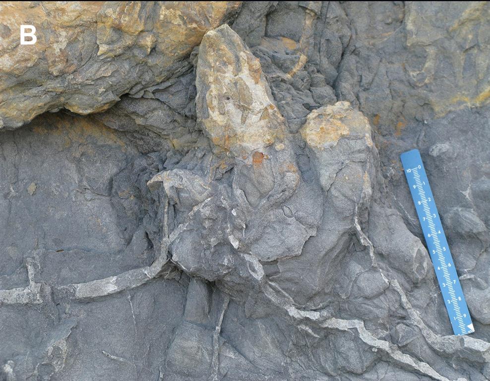 Contramolde en arenisca de una huella de dinosaurio bípedo, probablemente un terópodo. Fm. Lastres. Acantilados de Luces. En la actualidad forma parte de la colección del Museo del Jurásico de Asturias (MUJA). 