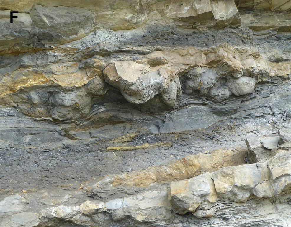 Contramoldes de huellas de dinosaurios, en su mayoría cuadrúpedos, conservadas en la base de dos estratos de arenisca de la Fm. Lastres. Acantilados de El Talameru, al E del Cabo Lastres.