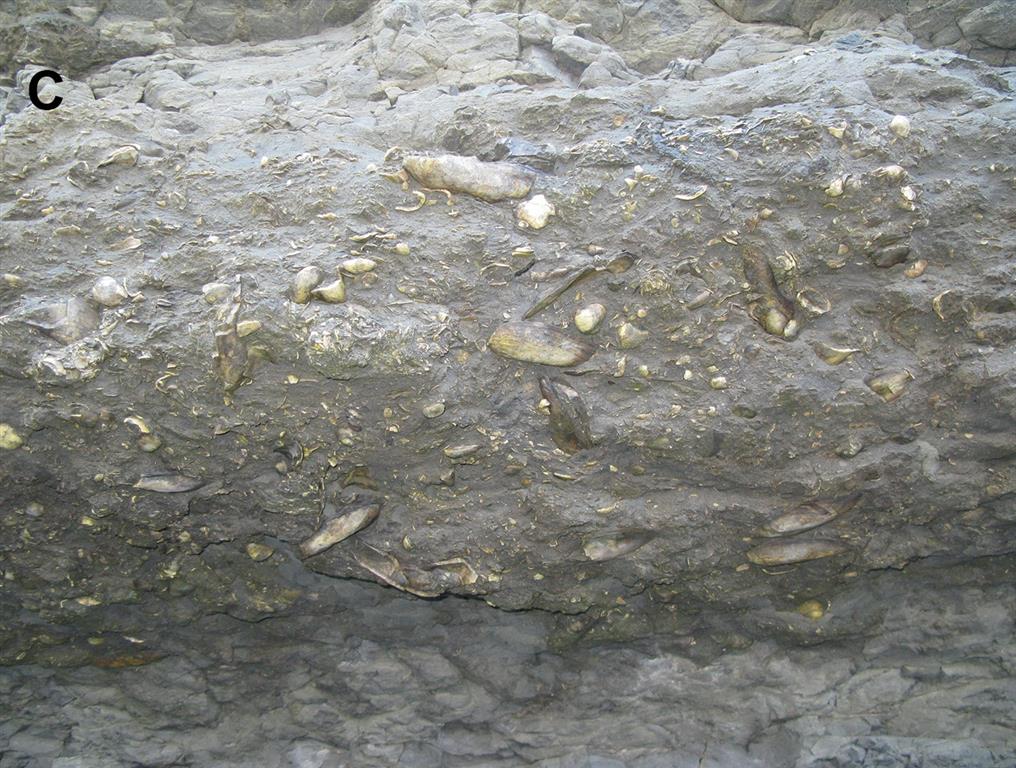 Lumaquela de bivalvos en una capa de arenisca arcillosa. Acantilados del Cabo Lastres (Luces).