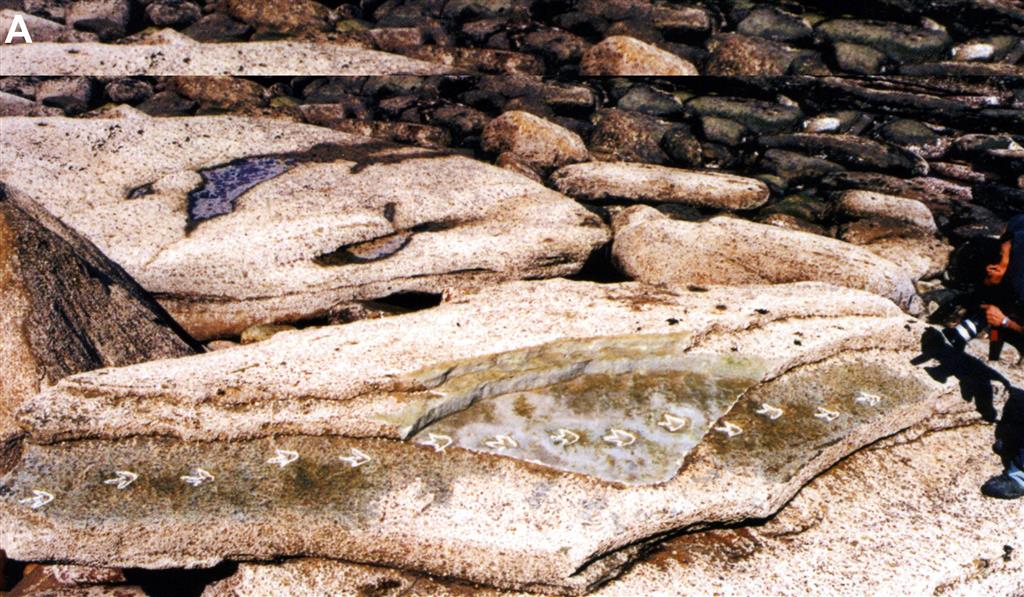 Rastro de ornitópodo bípedo de pequeño tamaño constituido por 14 icnitas y conservado como epirrelieves cóncavos en la superficie un bloque de arenisca de la Fm. Lastres. Acantilados al NW del puerto de Lastres. 