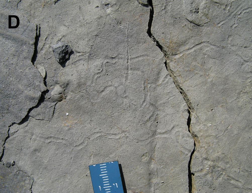 Pistas fósiles (Archaeonasa) producidas probablemente por un gusano o un gasterópodo. Fm. Lastres. Acantilados al NW del puerto de Lastres. 