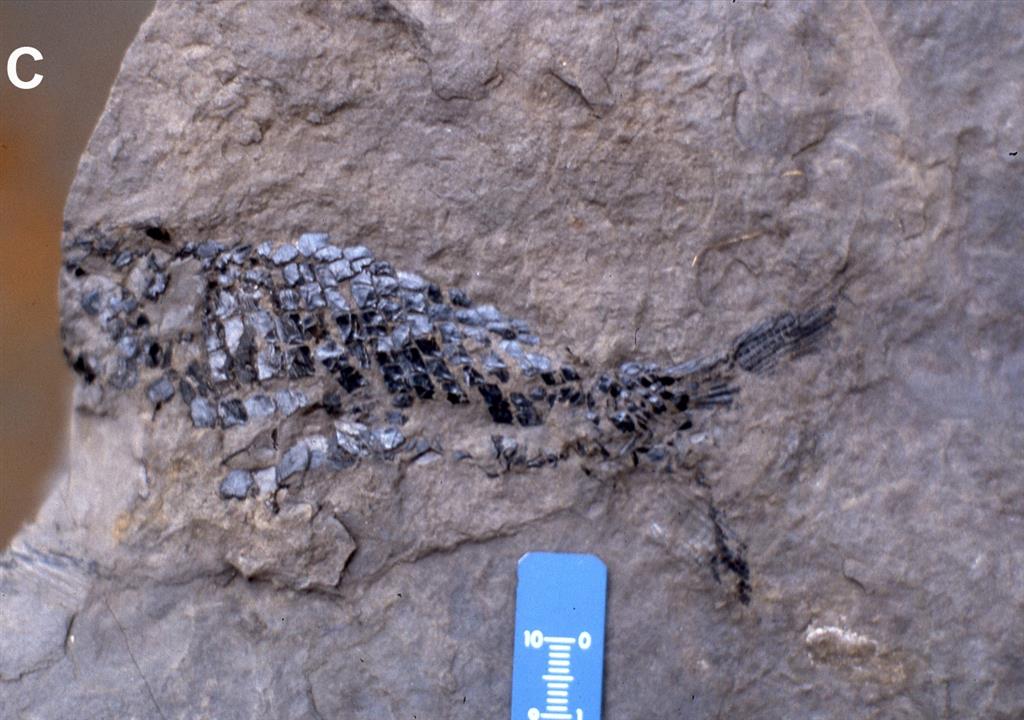 Fragmento de un pez recuperado en los acantilados al NW de la playa de Lastres. Fm. Tereñes (Miembro Superior). En la actualidad forma parte de la colección del MUJA.
