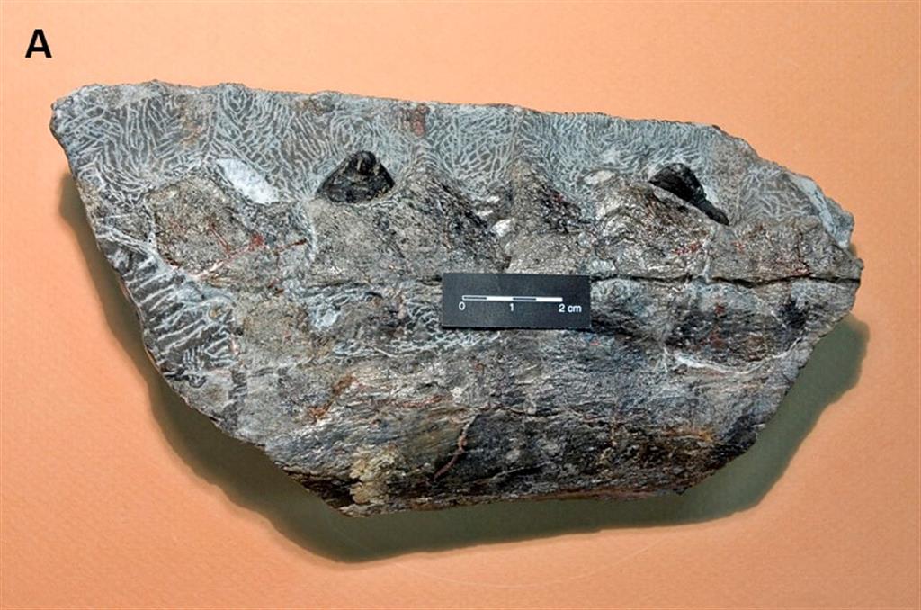 Fragmento de mandíbula de un dinosaurio saurópodo. Acantilados al este de la playa de La Griega. Fm. Vega. En la actualidad forma parte de la colección del MUJA.