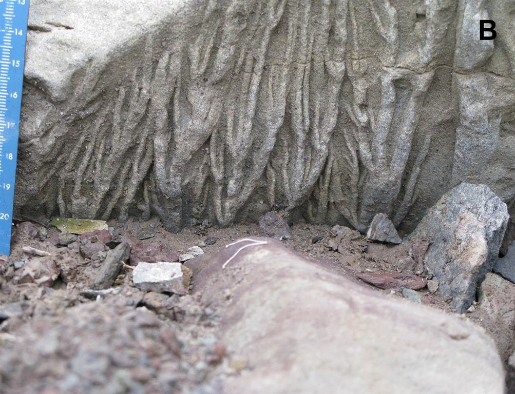 Estructuras dendríticas producidas por el flujo de una corriente de agua muy somera sobre un sedimento arenoso de cierta pendiente. Fm. Vega. Acantilados al este de la playa de La Griega.
