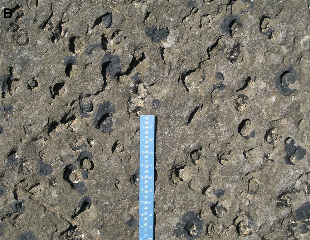 Icnofósiles en la playa de La Griega.