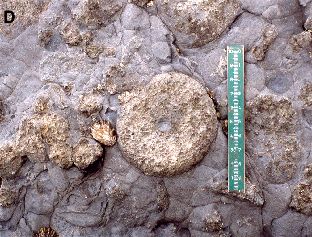 Esponja del Aaleniense (Jurásico Medio) en los acantilados de Huerres. Formación Rodiles.