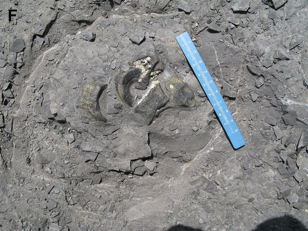 Vértebras de ictiosaurio en los acantilados de Huerres. Formación Rodiles. Los ejemplares se encuentran actualmente en la colección del MUJA.