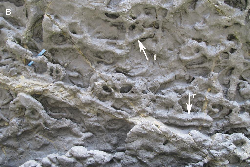 Rhizocorallium (r) y Thalassinoides (t) en la base de un estrato de caliza. Acantilados de Huerres.