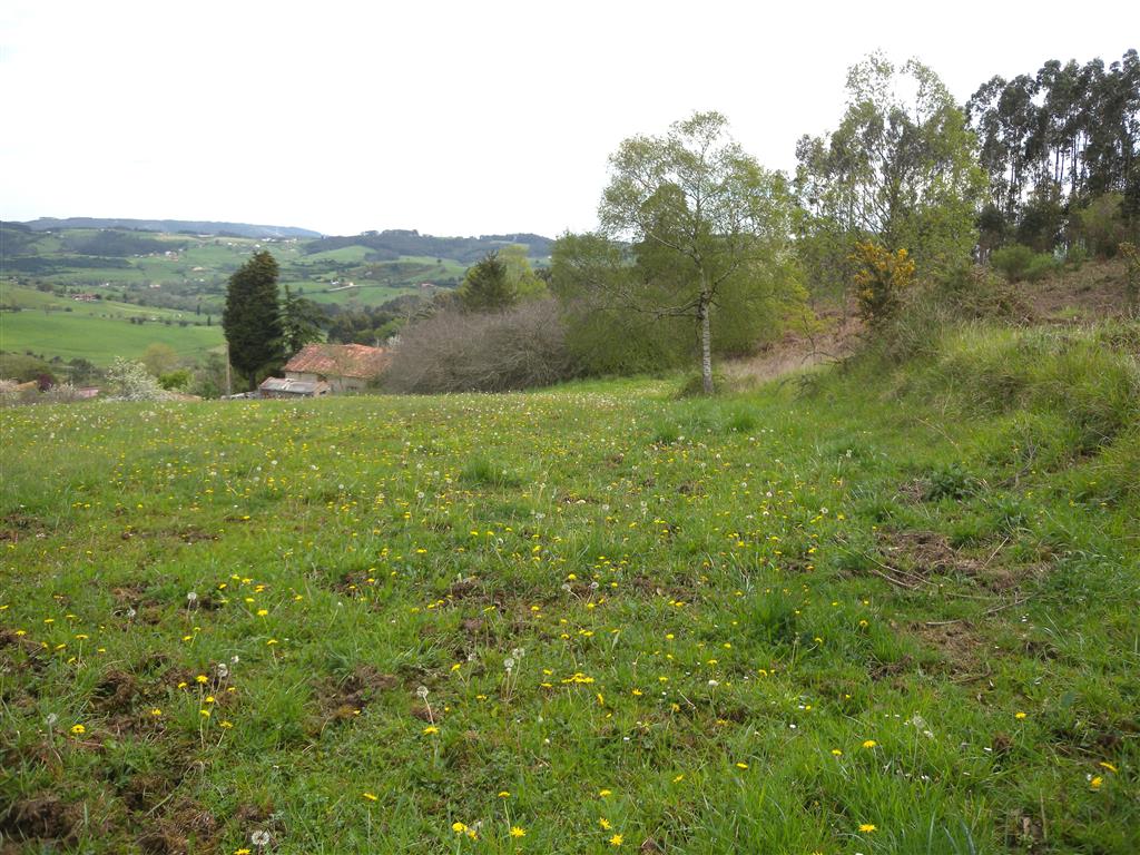 Imagen que muestra praderías de la zona llamada Campo de la Palla (= Campo la Paya = Pelapaya) en las proximidades del pueblo de Ferroñes.