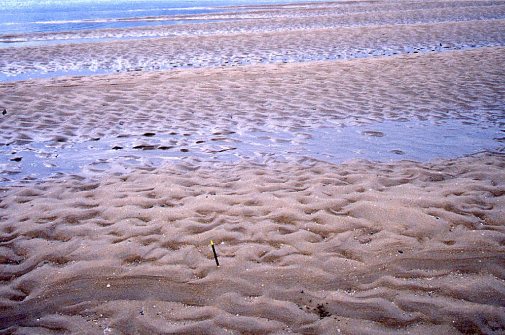 Ondas de arena (“sand waves”), cuyo flujo venía hacia el espectador (costado corto y de mayor pendiente debajo), y ripples de corriente (crescénticos y linguoides) superpuestos durante la bajamar.