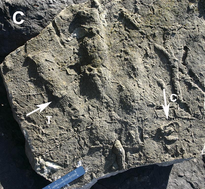 Contramoldes en arenisca de una huella tridáctila de dinosaurio terópodo (T) y de un cocodrilo de pequeño tamaño (C). Acantilados al oeste de la playa de Merón. Formación Lastres. Los ejemplares están depositados actualmente en el MUJA. 