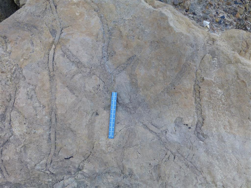 Icnofósiles de Invertebrados: superficie de un bloque suelto de arenisca con galerías producidas por crustáceos decápodos, conocidas como Ophiomorpha, en los acantilados al oeste de la playa de Merón. La muestra está ahora deposita en el MUJA. Formación Lastres.