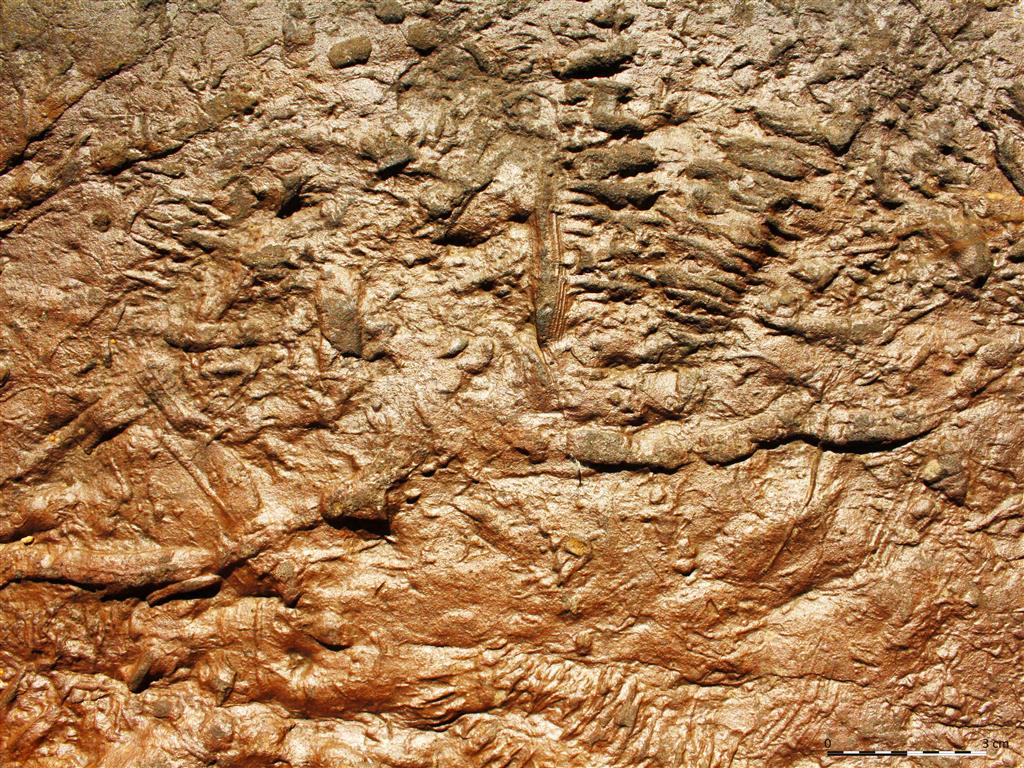 Areniscas ferruginosas típicas de la Formación San Pedro. En la imagen se observa una superficie de estratificación repleta de icnofósiles.