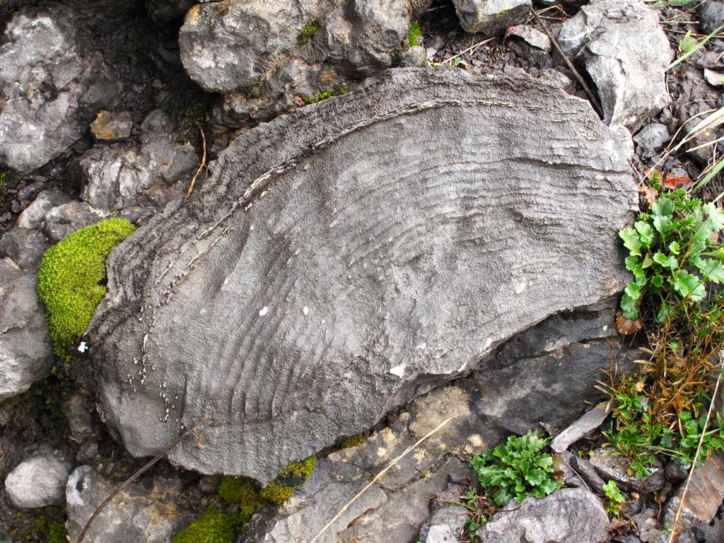 Sección longitudinal de una esponja del grupo de los estromatoporoideos, muy frecuentes en algunas capas de la Formación Santa Lucía.