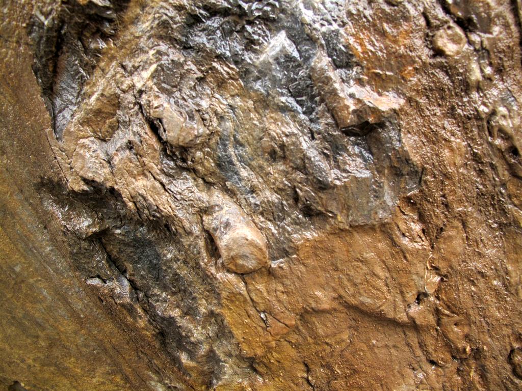 Zoophycos es un icnofósil muy frecuente en algunos niveles de la Formación La Pedrosa. Se interpreta como una galería generada por algún tipo de invertebrado y relacionada con la búsqueda de alimento.