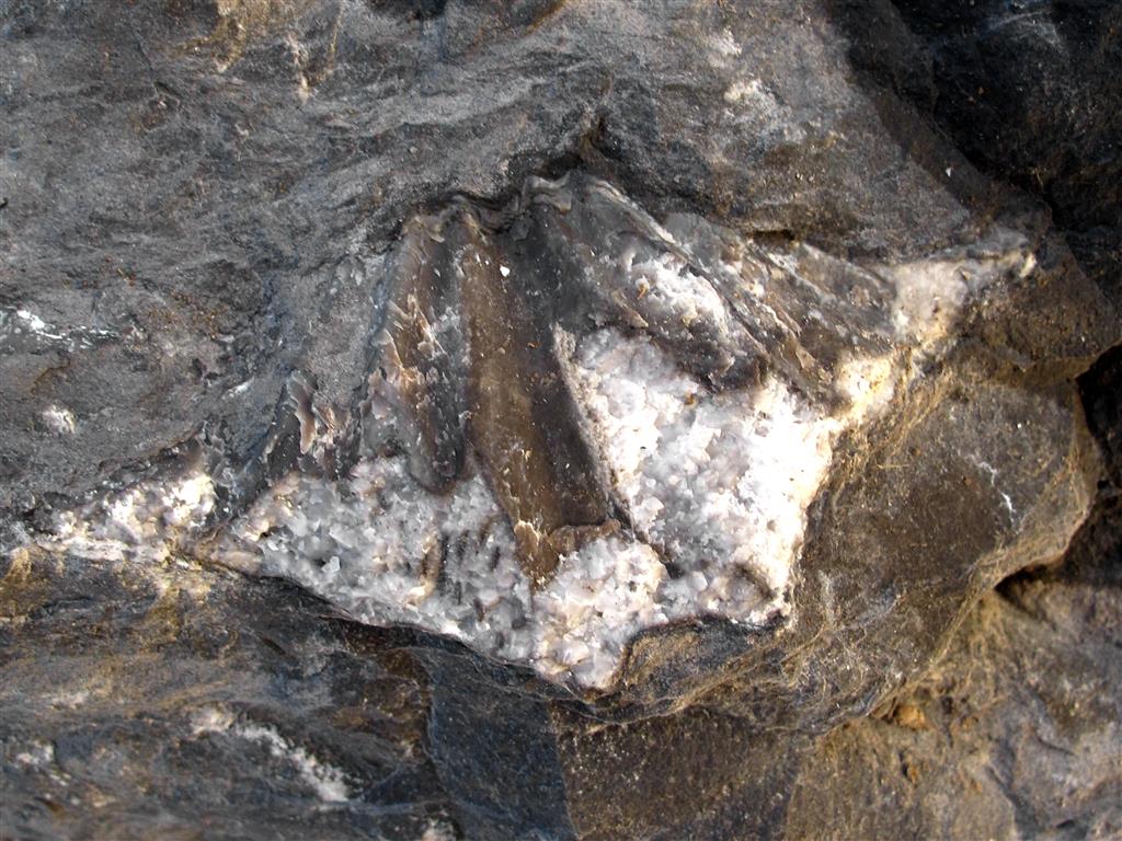 Braquiópodo espiriférido de gran tamaño en la parte superior del tramo calcáreo de la Formación La Pedrosa. Estos niveles se caracterizan por la presencia de braquiópodos de gran tamaño (faunizona de Leptaenopysix kerfornei; García Alcalde, 1996).