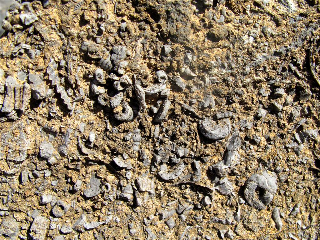 Numerosos fósiles de organismos marinos bentónicos (fundamentalmente braquiópodos y crinoideos), recogidos en un afloramiento del Miembro Pinos muy cercano a la localidad que le da nombre.