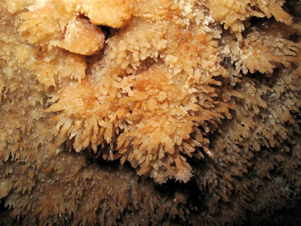 Formas coraloides en una pared de la cavidad. Se trata del tipo de espeleotema más frecuente en Valdelajo y el que mayor diversidad morfológica presenta.