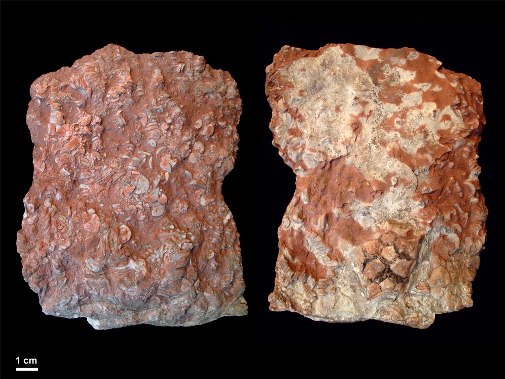 Anverso y reverso de una muestra de caliza roja perteneciente a la Fm. Alba, en la que se observan el cáliz y numerosas placas pedunculares de un crinoideo, un grupo de organismos bentónicos muy habituales en estas rocas.