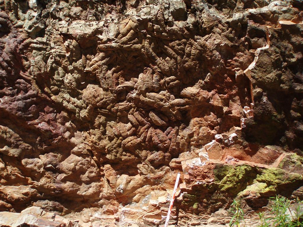Superficie de concentración de grandes Cruziana (huellas de trilobites) en la base de un estrato de la Cuarcita Armoricana. (Detalle)