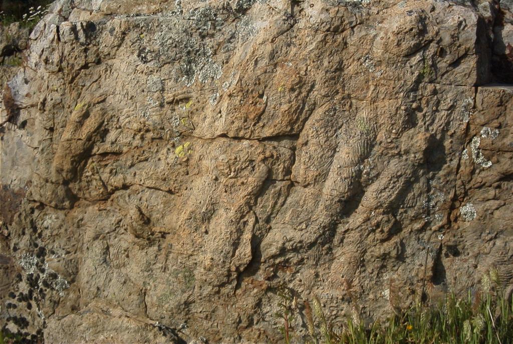 Muro de una capa de cuarcita cubierta de huellas fósiles (Icnofósiles) de las “Capas Intermedia”, por debajo de la Cuarcita Armoricana, en la ladera meridional de la sierra de Cordoneros. Destacan las huellas bilobadas con lóbulos estriados  que corresponden al género Cruziana, originadas por la actividad de los trilobites ordovícicos.