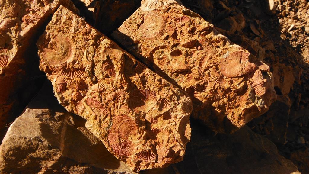 Lumaquela de uno de los niveles arenosos fosilíferos en el Mb. Puerto del Ciervo de la Fm. Valmayor (biozona de D. alvarezi-E. jordani o de A. almadenensis).