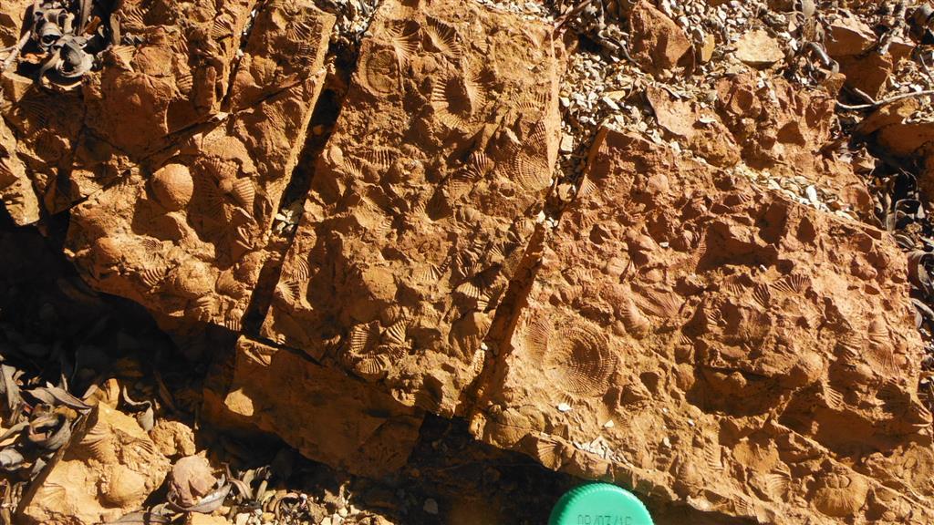 Lumaquelas de braquiópodos y otros fósiles de la parte alta de la Fm. Tres Mojones (Biozona de P. muelleri?)