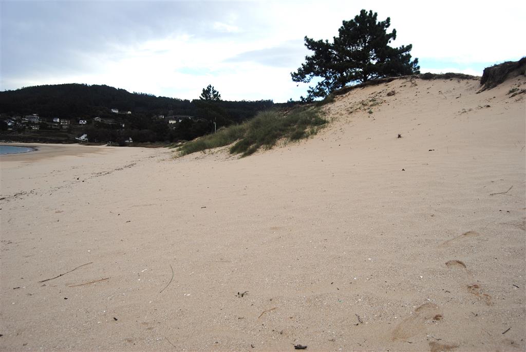 Cordón dunar en la playa da Area