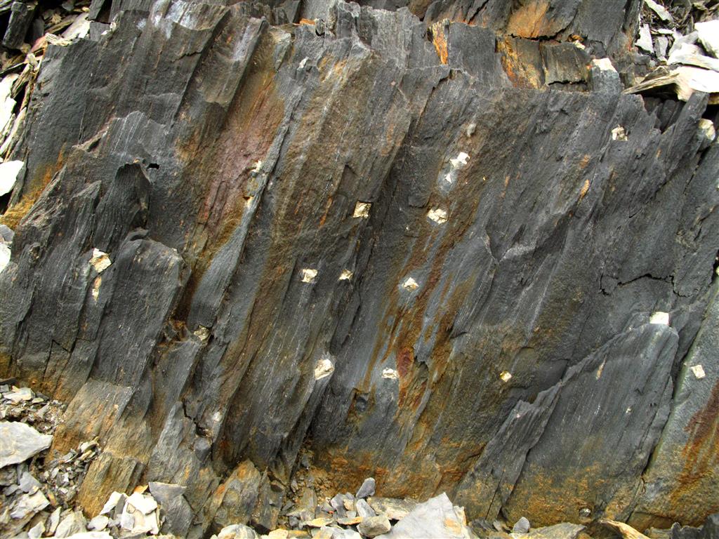 Detalle de las pizarras oscuras pertenecientes al tramo basal de las pizarras del Ordovícico Medio (Fm. Luarca s. l.) del Sinclinorio de Truchas; nótese el desarrollo de numerosos cubos de pirita.