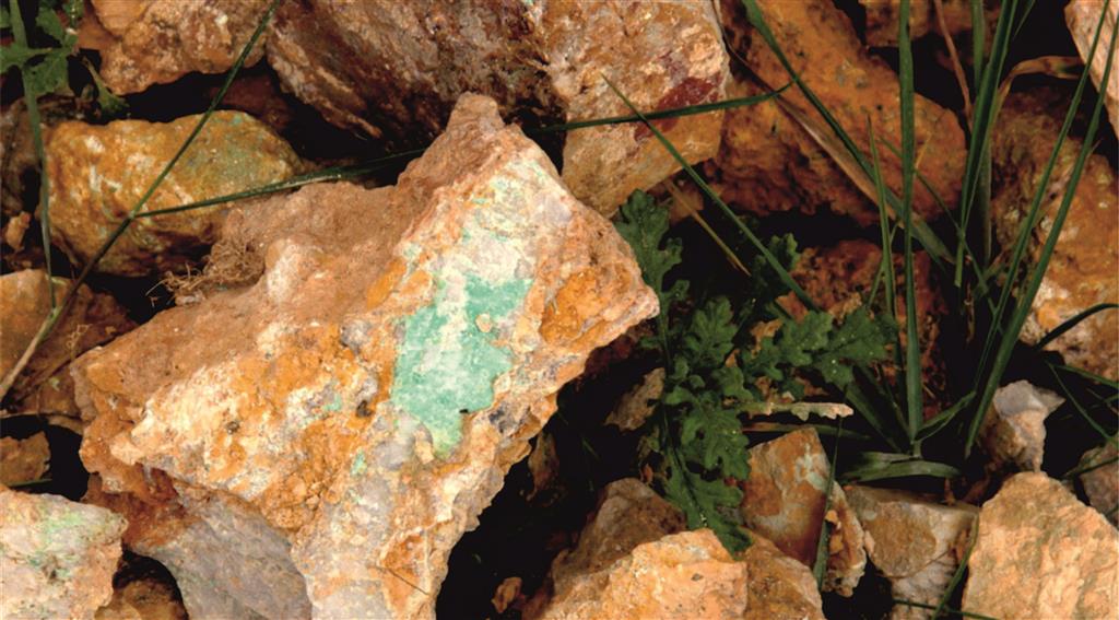 Fragmento rocoso con variscita en la escombrera de Las Cercas (foto J.M. Sanchís 2016).