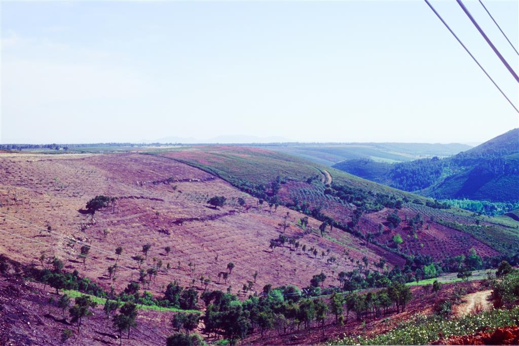 La raña de Cañamero hace aproximadamente 23 años con repoblaciones. Se observa el borde noroccidental en el primer plano y el valle del Río Ruecas.