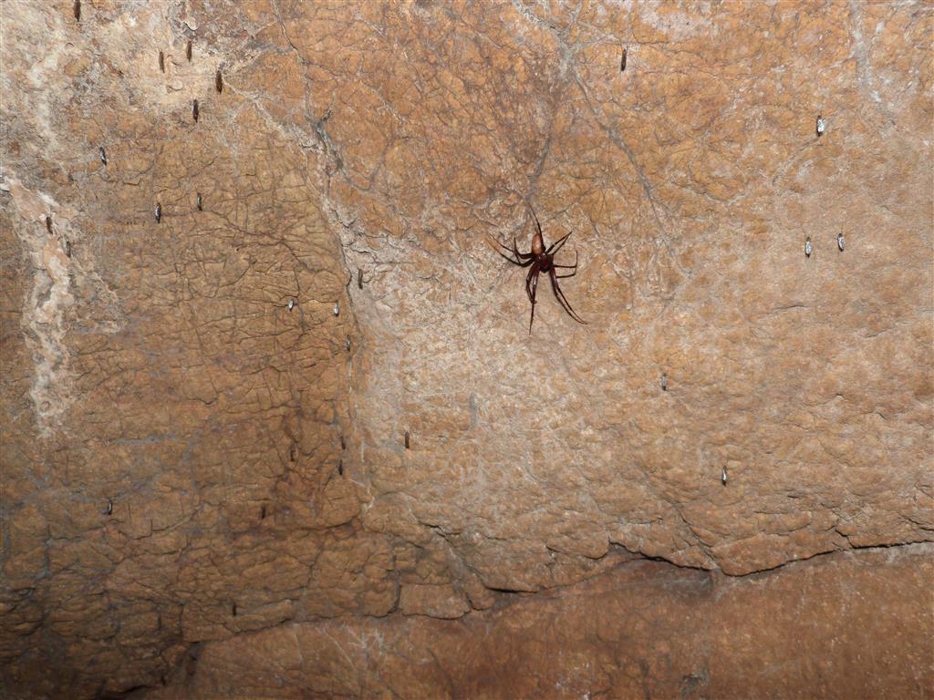 Araña cavernícola (Meta menardi)