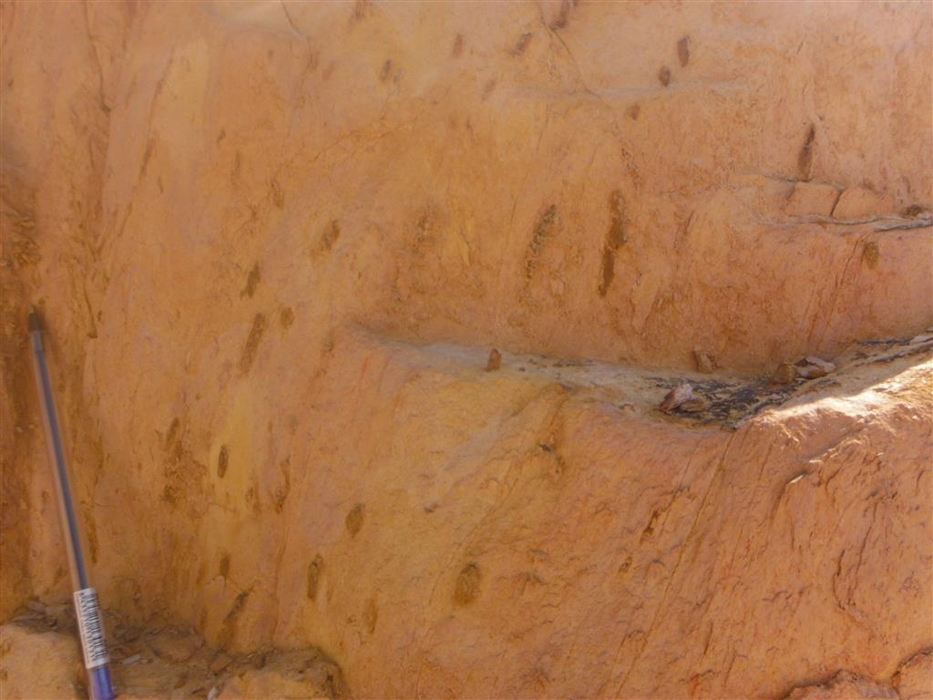 Pizarras muy alteradas con indicios primarios de fosfatos en forma de nódulos aplastados por la deformación de la roca.